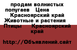 продам волнистых попугаев › Цена ­ 3 000 - Красноярский край Животные и растения » Птицы   . Красноярский край